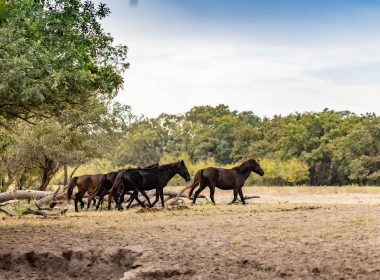 Freedom Hooves Therapeutic Riding Center